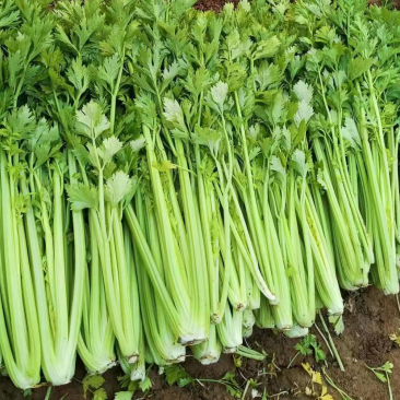 芹菜