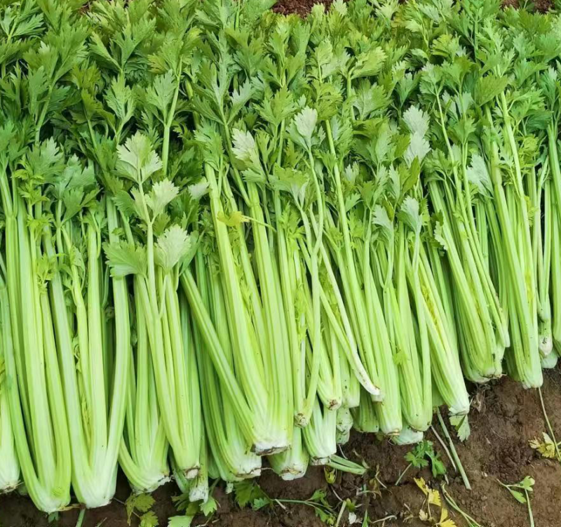 芹菜