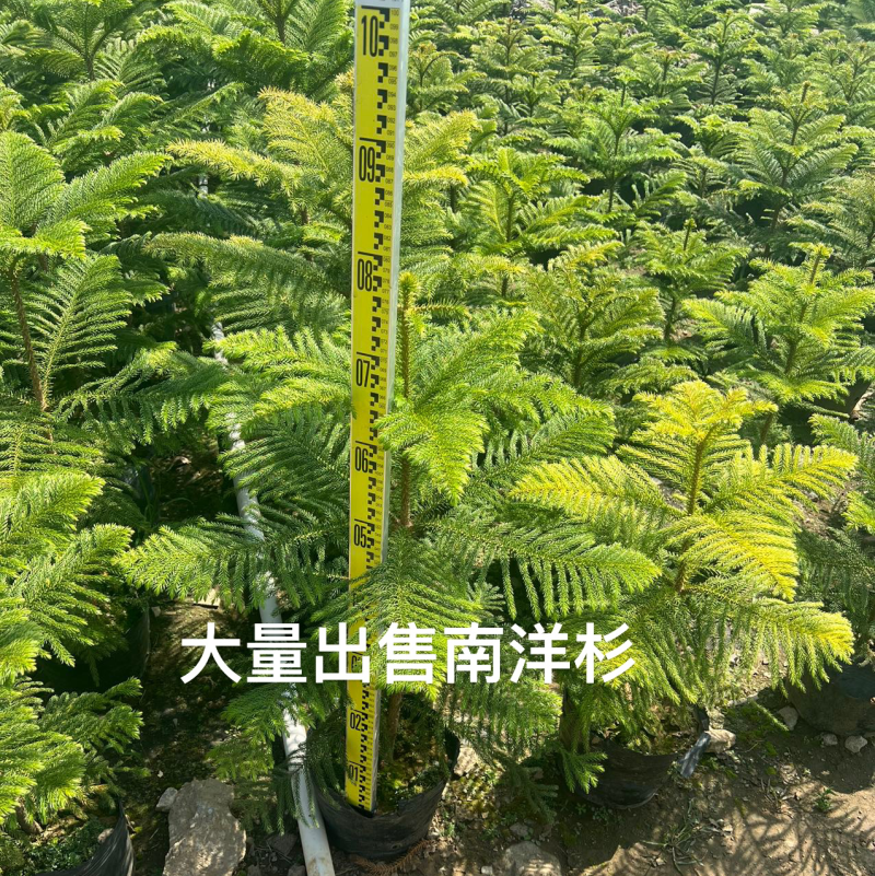 南洋杉