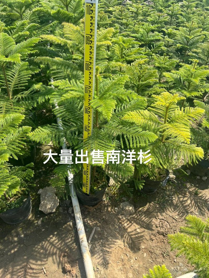 南洋杉