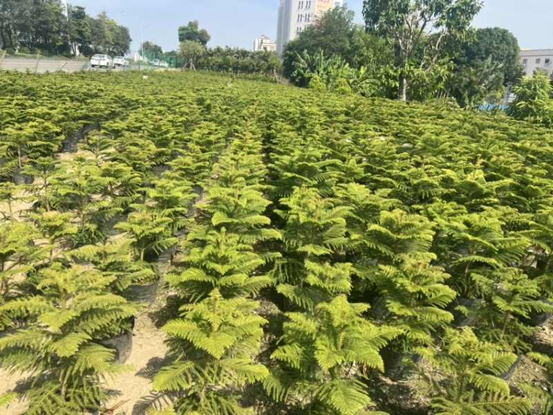 南洋杉