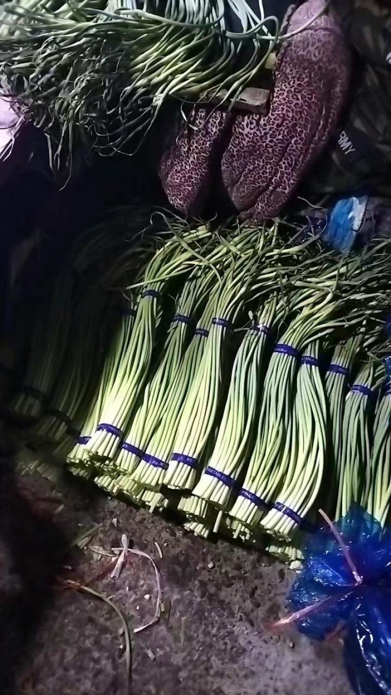 山东优质蒜薹，冷库大量出货，红帽蒜薹，白帽蒜薹