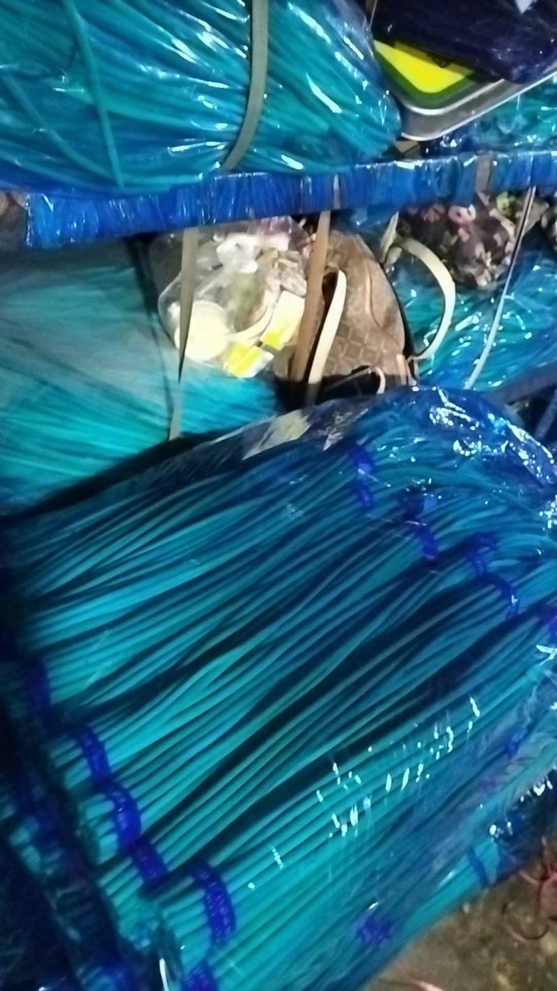 山东优质蒜薹，冷库大量出货，红帽蒜薹，白帽蒜薹