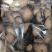 化橘红化州橘红量大从优