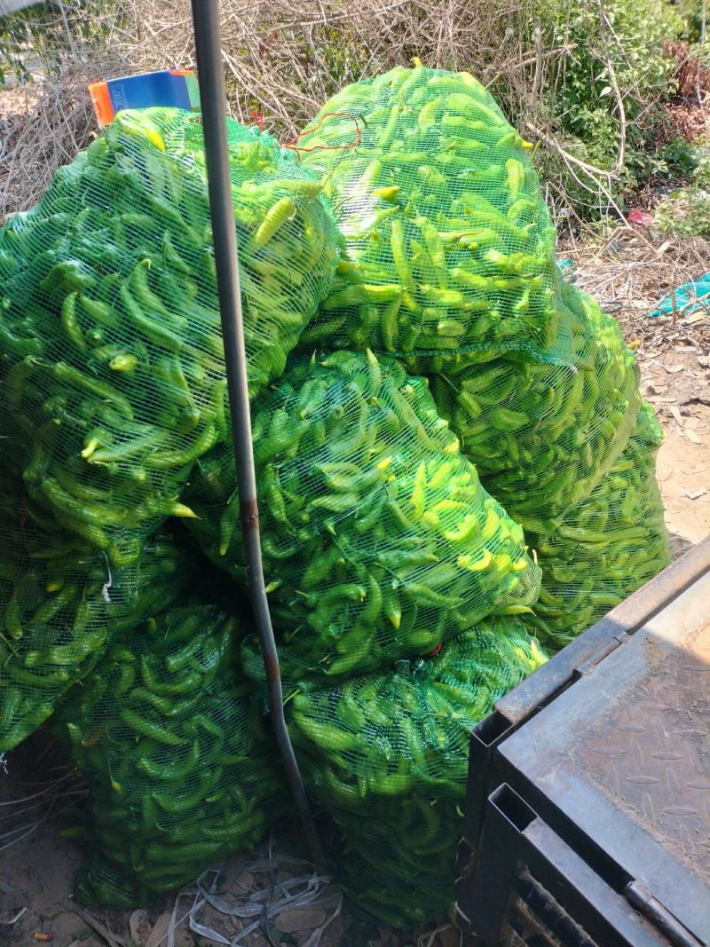 二级次品黄皮辣椒便宜对接商超大量供应欢迎采购