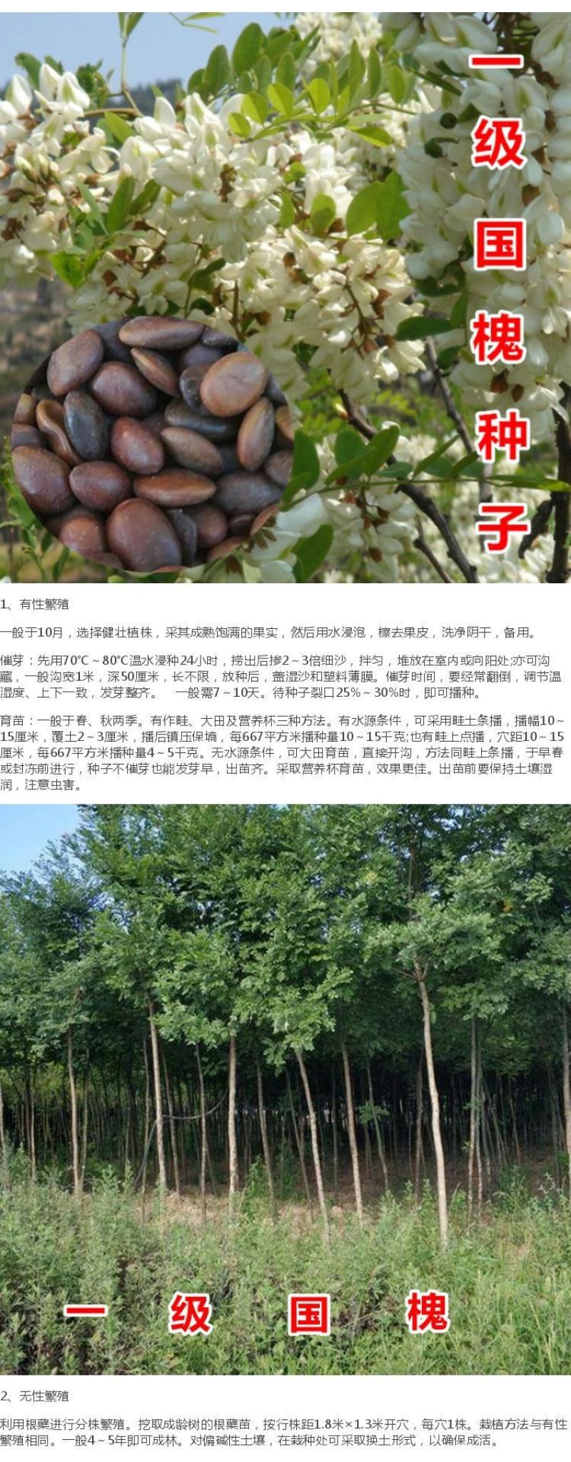 国槐种子林木种籽国产散装四季多年生景观绿化工程观叶种孑