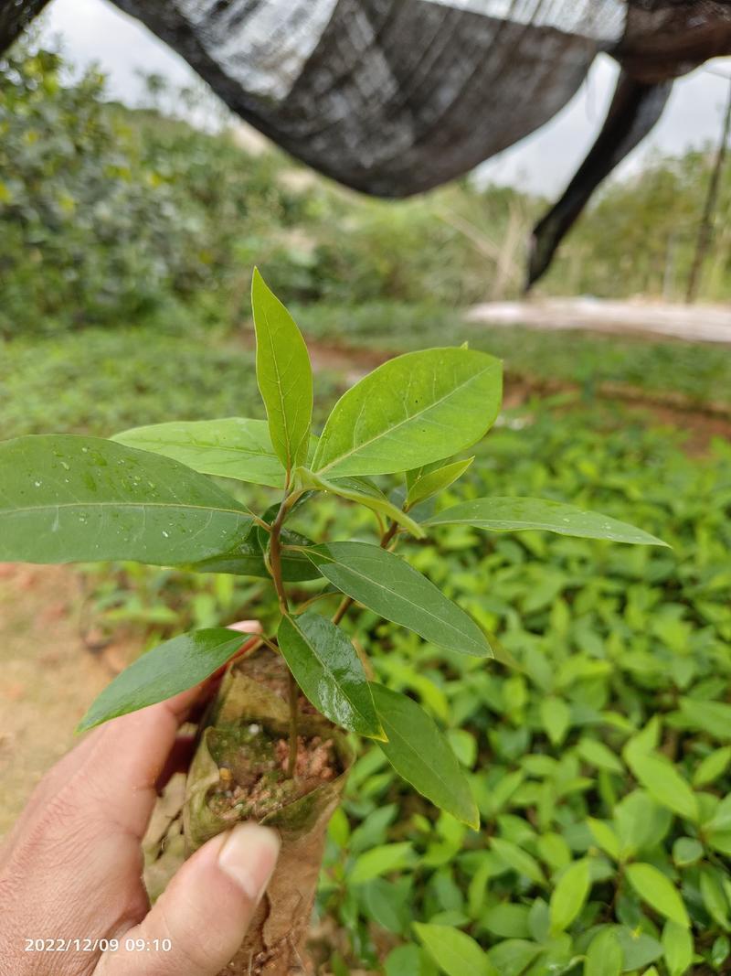 木姜子苗山苍子苗山胡椒苗