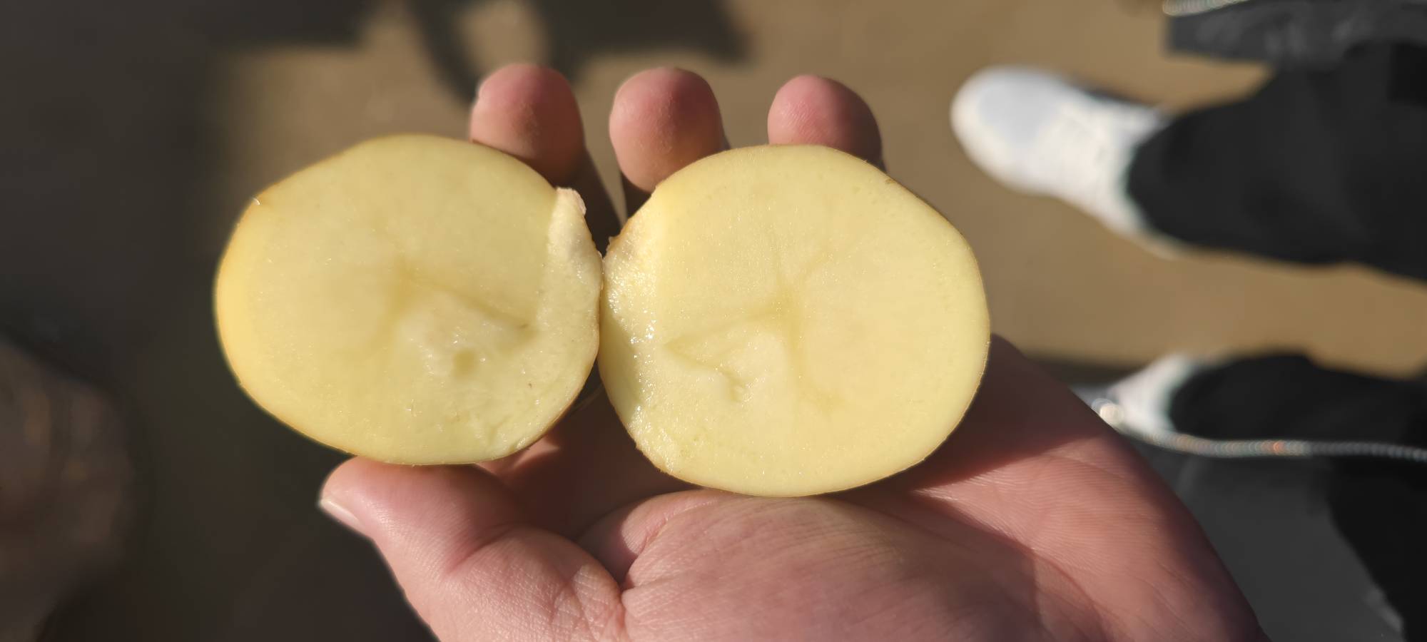展示土豆切开后的内部结构,突出其营养丰富的淀粉和纤维分布 土豆营养价值分析