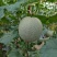 海沙地哈密瓜