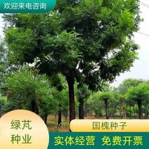 国槐种子林木种籽国产散装四季多年生景观绿化工程观叶种孑