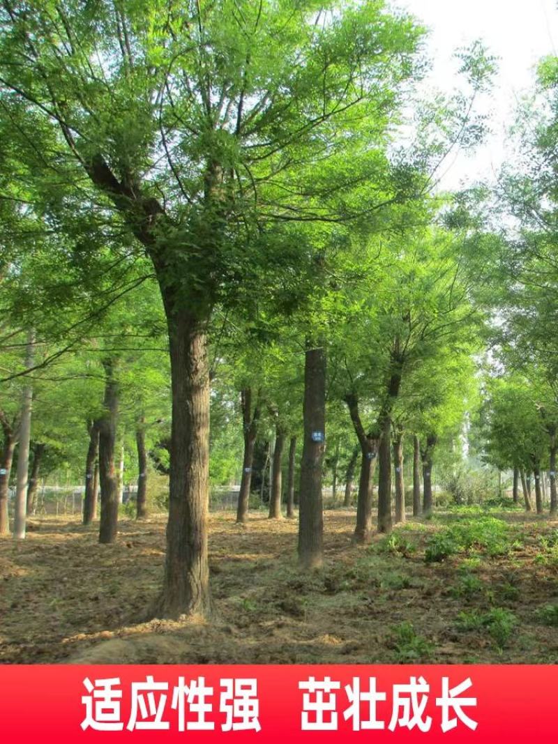 国槐种子林木种籽国产散装四季多年生景观绿化工程观叶种孑