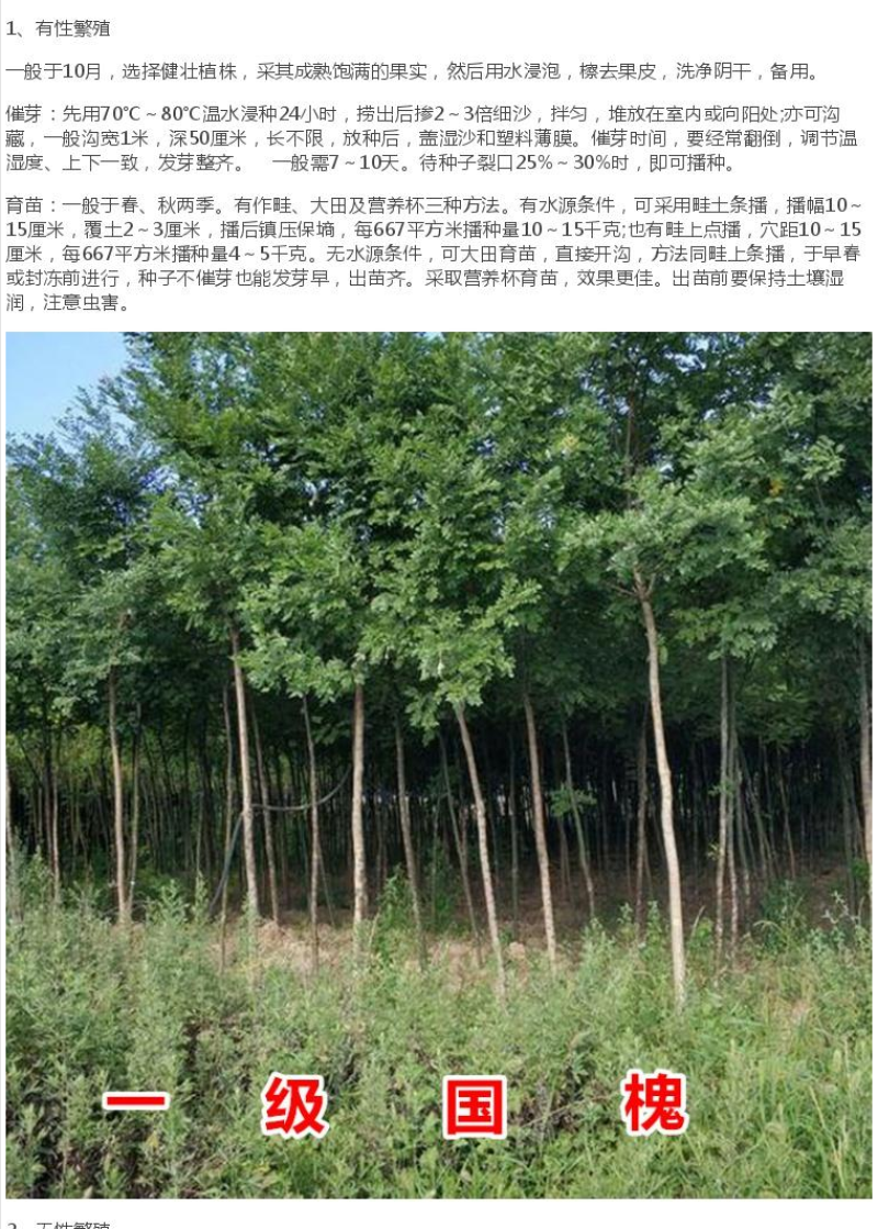 国槐种子林木种籽国产散装四季多年生景观绿化工程观叶种孑