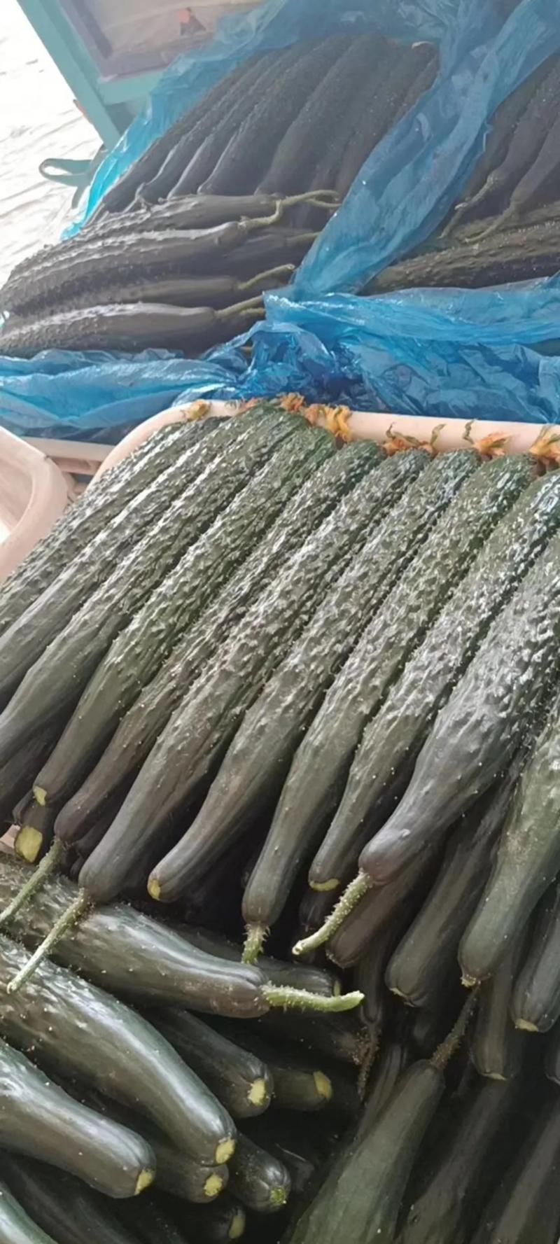 【大卖产品】密刺黄瓜干花带刺对接市场全国发货