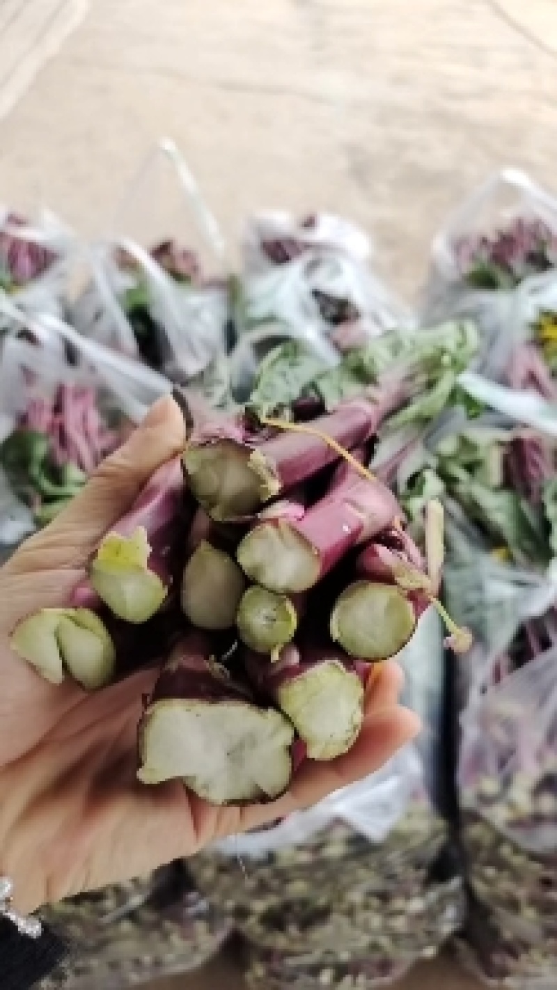 [菜苔]红菜苔基地一手货源质量很好的欢迎新老客户订购