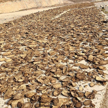 野生葛根中药材葛根片散装产地直发量大优惠