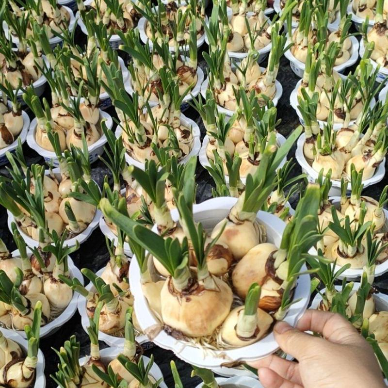 漳州水仙花盆栽阳台绿植客厅春节过年花卉