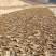 野生葛根中药材葛根片散装产地直发量大优惠