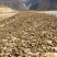 野生葛根中药材葛根片散装产地直发量大优惠