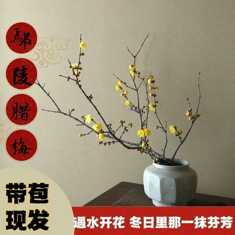 腊梅冬季抗寒干枝腊梅遇水开花鲜切水培腊梅浓香办公场所鲜花