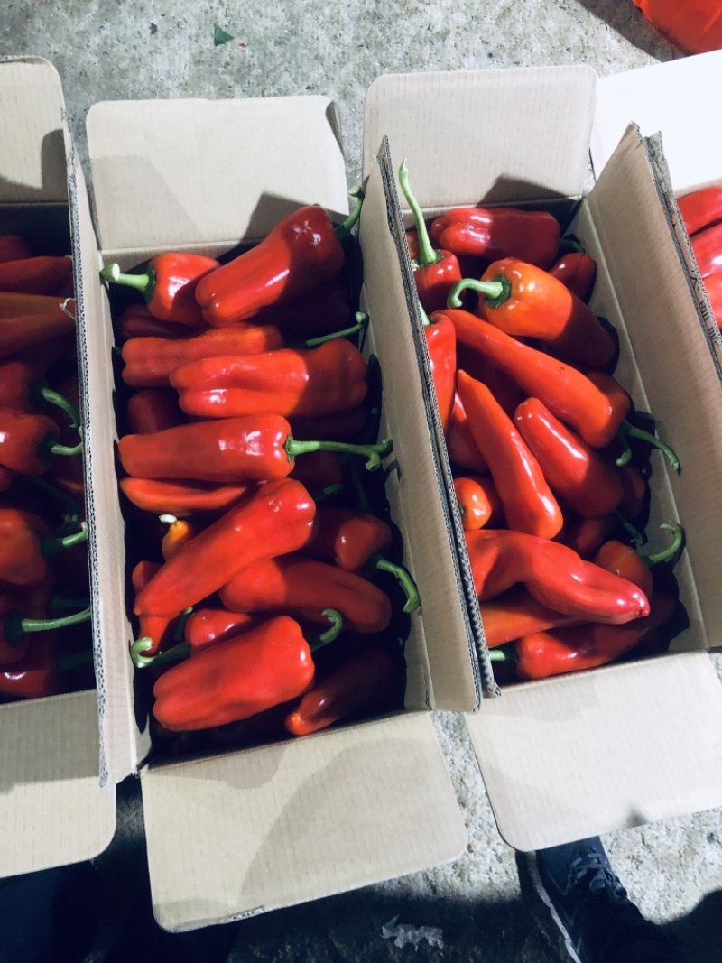 A江苏本地鲜辣椒精品红椒批发货源充足，现摘现发，欢迎洽谈