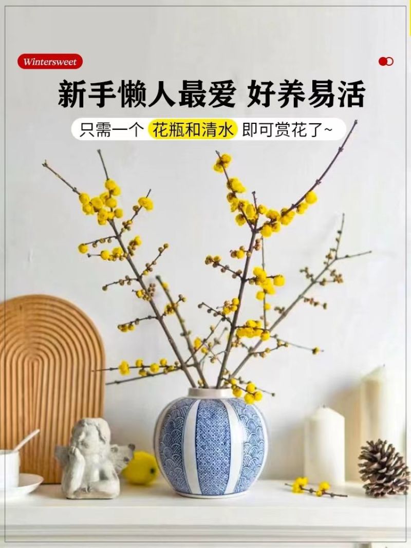 腊梅冬季抗寒干枝腊梅遇水开花鲜切水培腊梅浓香办公场所鲜花