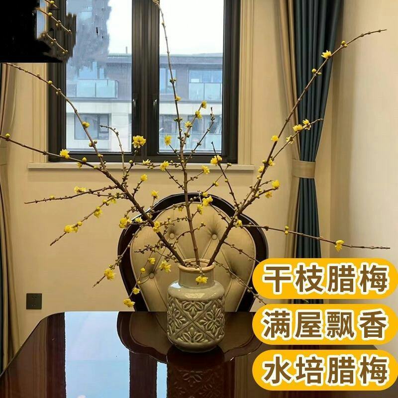 腊梅冬季抗寒干枝腊梅遇水开花鲜切水培腊梅浓香办公场所鲜花