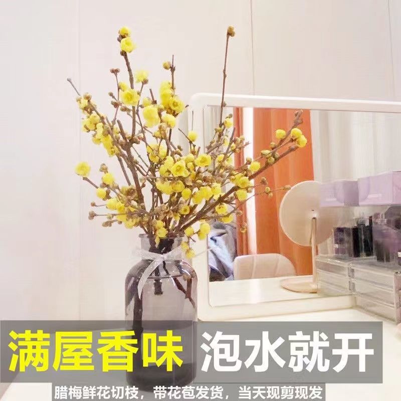 腊梅冬季抗寒干枝腊梅遇水开花鲜切水培腊梅浓香办公场所鲜花