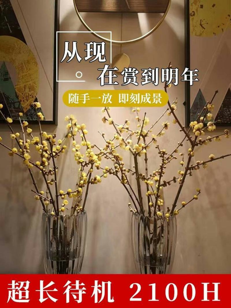 腊梅冬季抗寒干枝腊梅遇水开花鲜切水培腊梅浓香办公场所鲜花