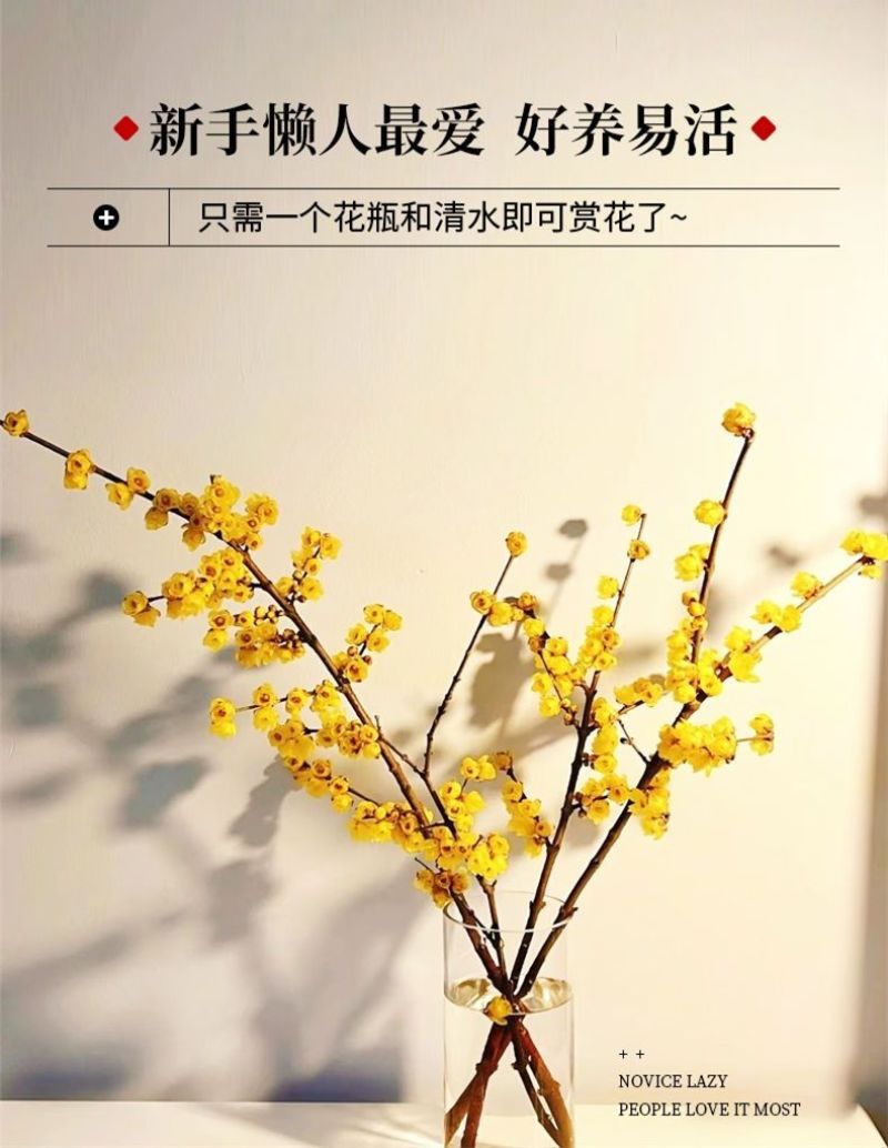腊梅冬季抗寒干枝腊梅遇水开花鲜切水培腊梅浓香办公场所鲜花