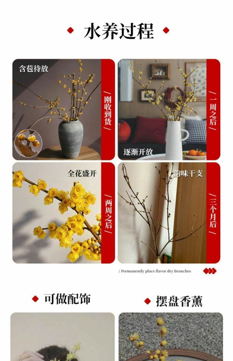 腊梅冬季抗寒干枝腊梅遇水开花鲜切水培腊梅浓香办公场所鲜花