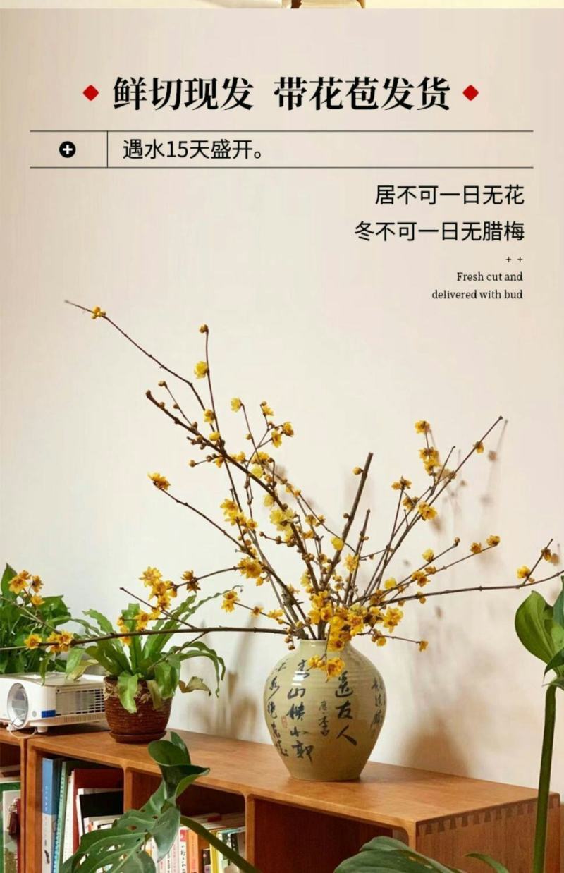 腊梅冬季抗寒干枝腊梅遇水开花鲜切水培腊梅浓香办公场所鲜花
