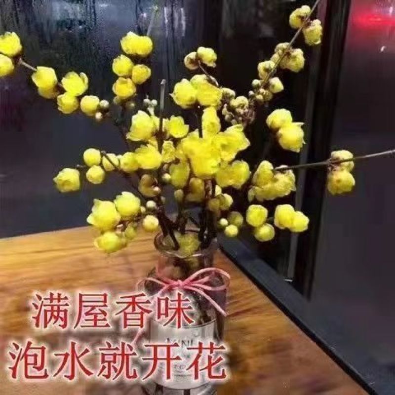 腊梅冬季抗寒干枝腊梅遇水开花鲜切水培腊梅浓香办公场所鲜花