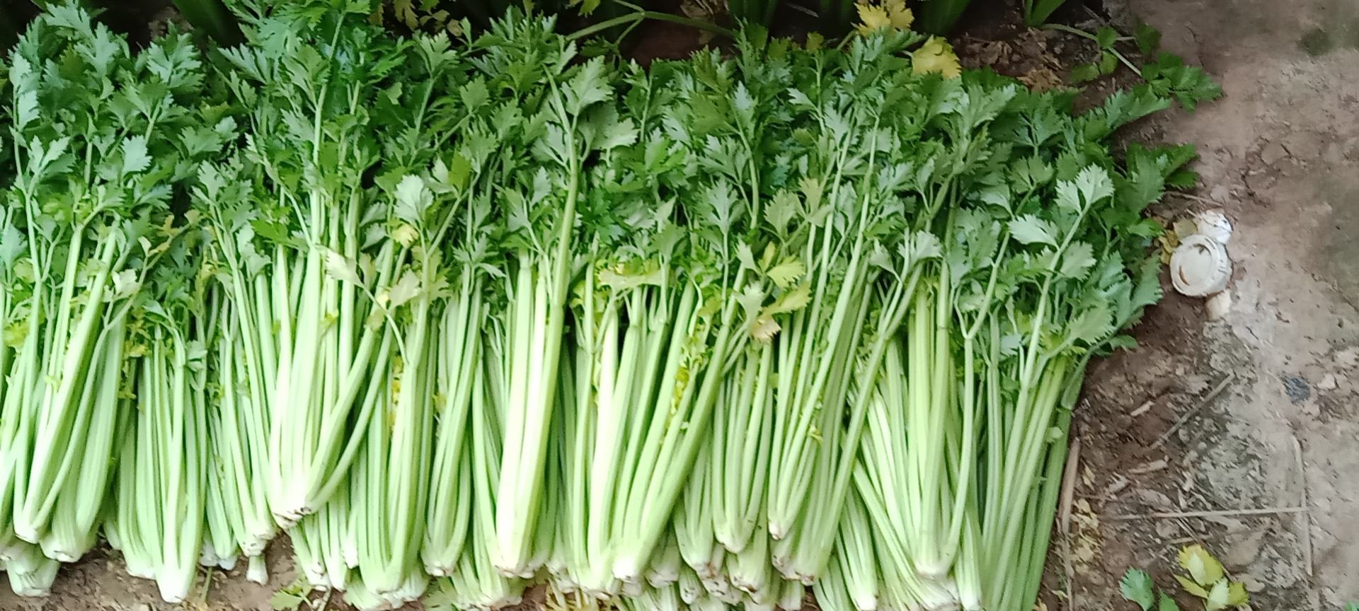 西芹腊肉成品图