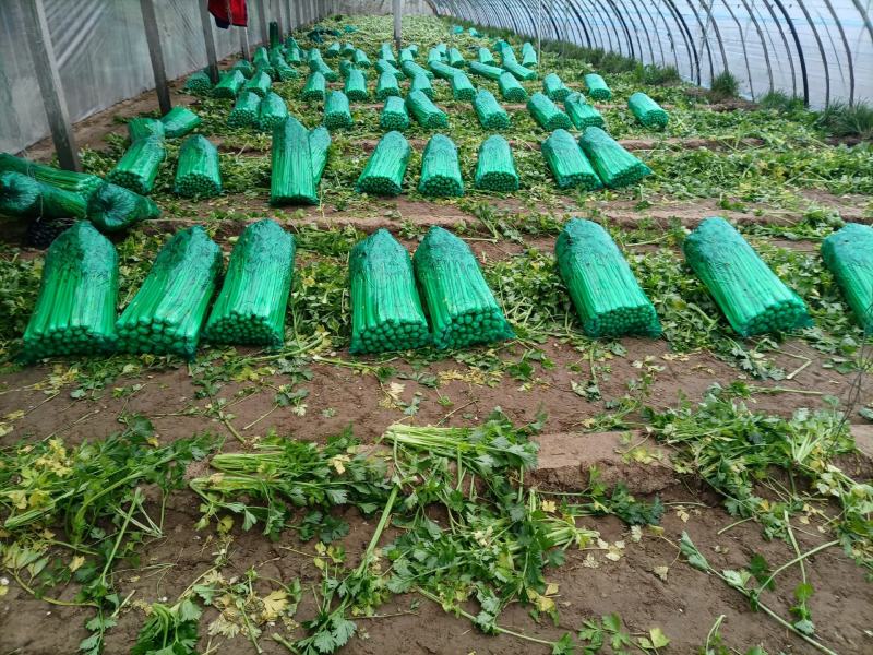 我处大量供应芹菜，品质优，可长期供货
