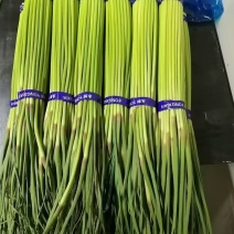 精品蒜薹，大量现货，欢迎各地商客电商联系
