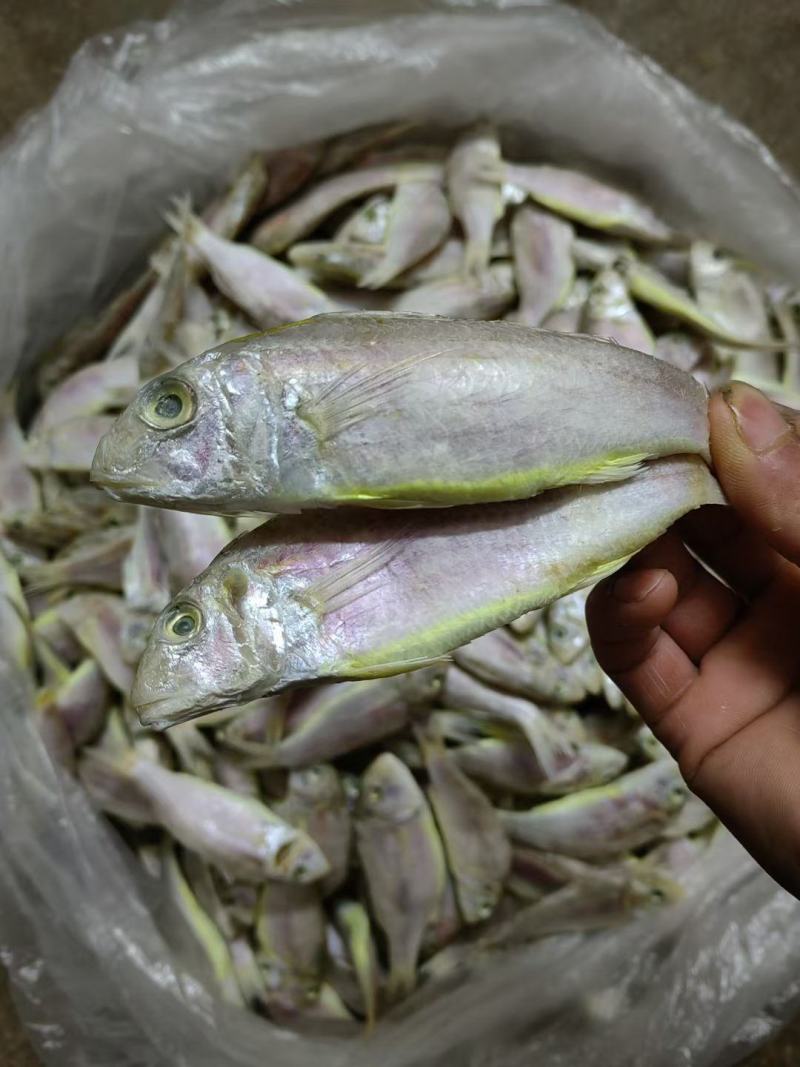 本港龙须鱼厚鳞鱼干自产干货海味红中鱼咸干下饭下粥可跑地摊