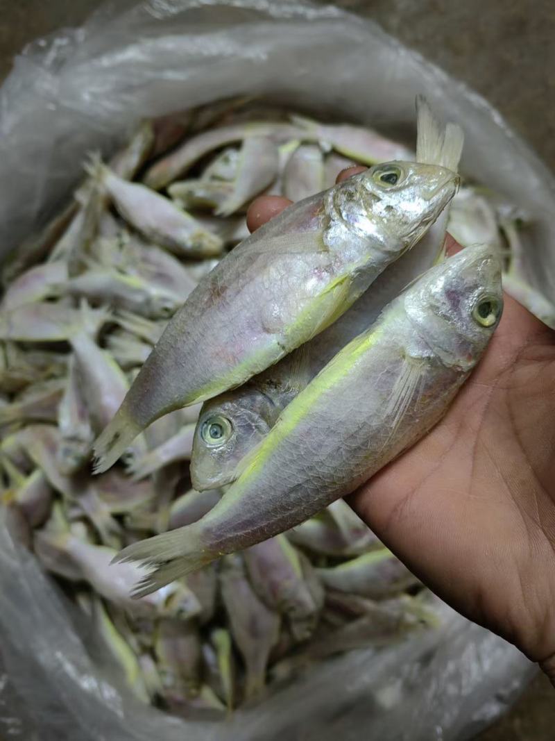 本港龙须鱼厚鳞鱼干自产干货海味红中鱼咸干下饭下粥可跑地摊