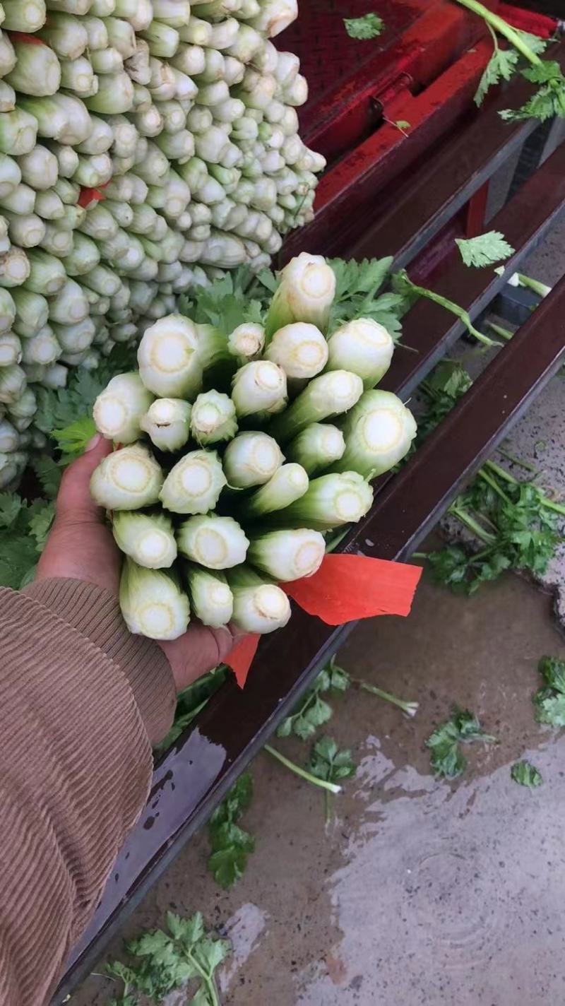 【芹菜】河南皇后芹菜，基地直供，货源充足，可视频看货