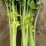 【芹菜】河南皇后芹菜，基地直供，货源充足，可视频看货