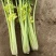 【芹菜】河南皇后芹菜，基地直供，货源充足，可视频看货