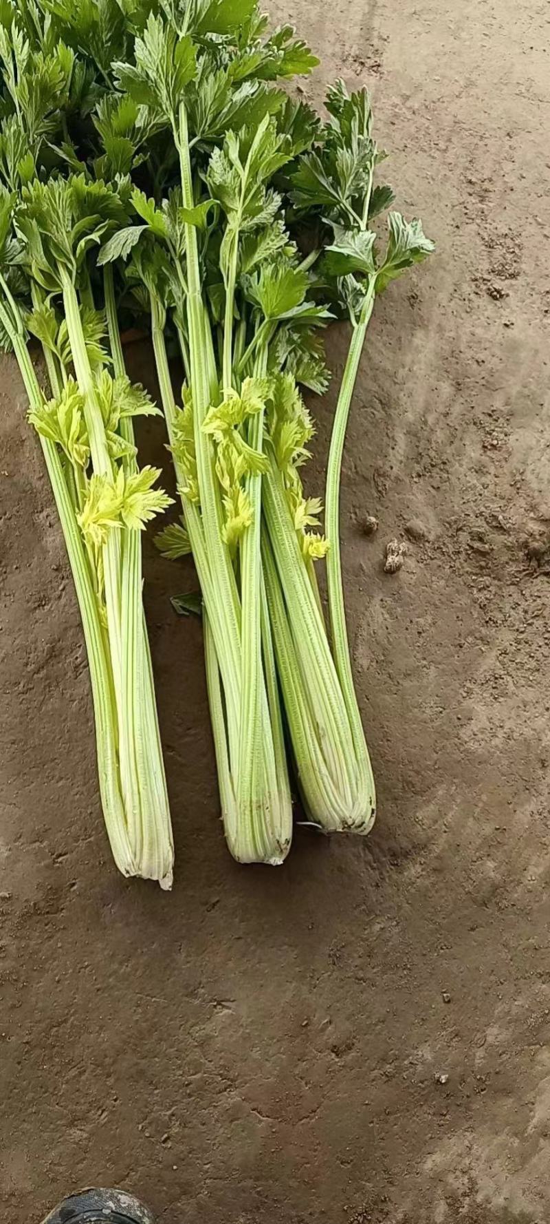 【芹菜】河南皇后芹菜，基地直供，货源充足，可视频看货