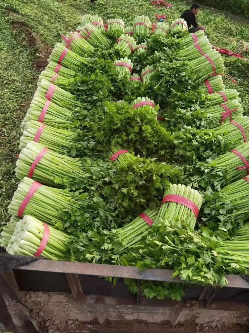 【芹菜】河南皇后芹菜，基地直供，货源充足，可视频看货