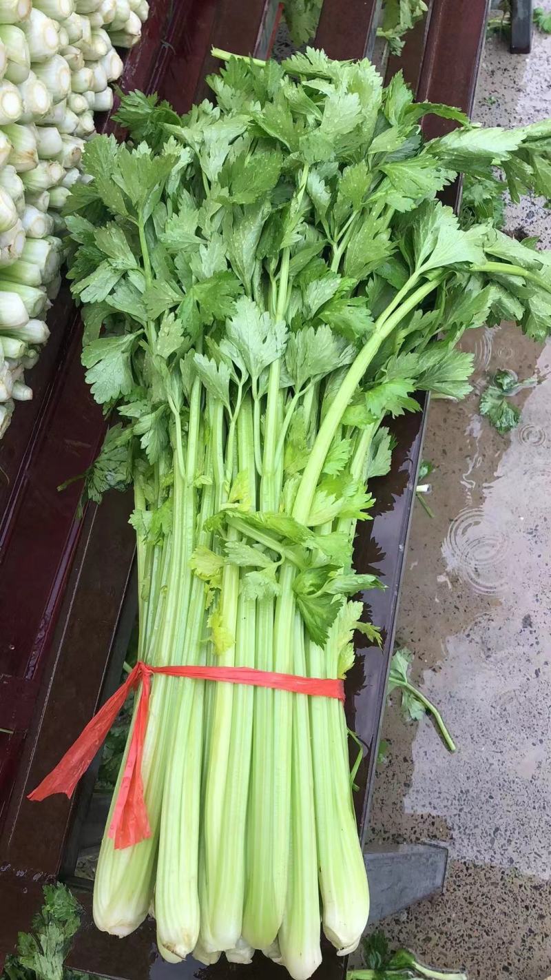 【芹菜】河南皇后芹菜，基地直供，货源充足，可视频看货