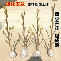 【带花苞浓香型】四季矮化红玉兰花盆栽紫玉兰花树矮种超级耐