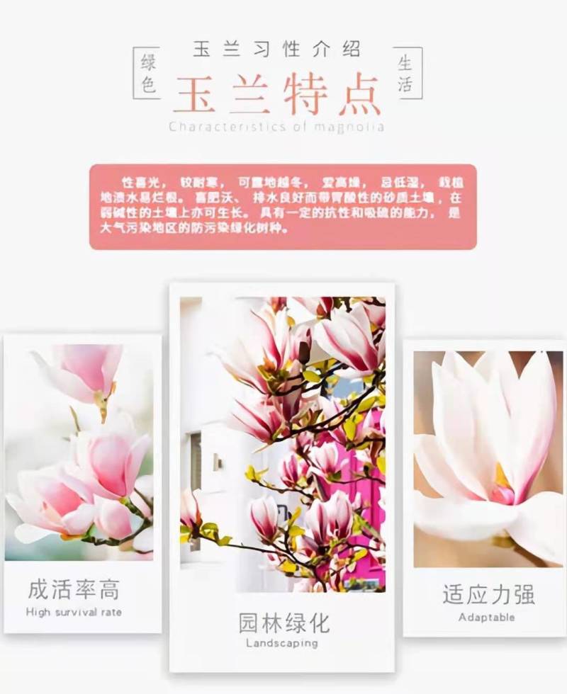 【带花苞浓香型】四季矮化红玉兰花盆栽紫玉兰花树矮种超级耐