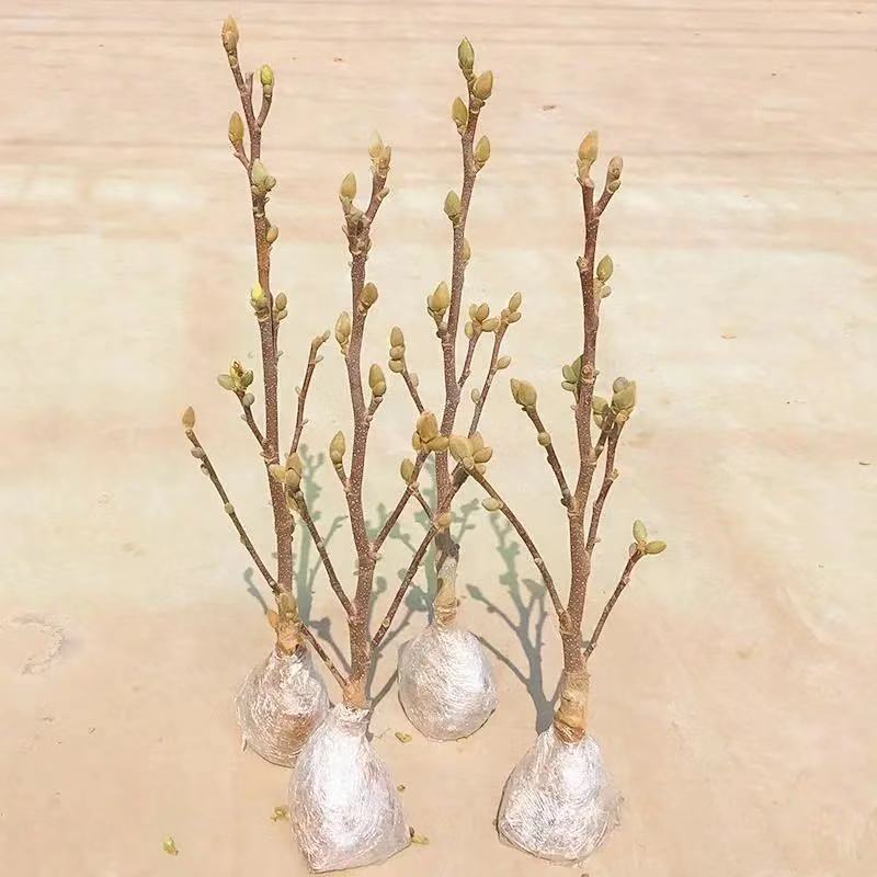 【带花苞浓香型】四季矮化红玉兰花盆栽紫玉兰花树矮种超级耐