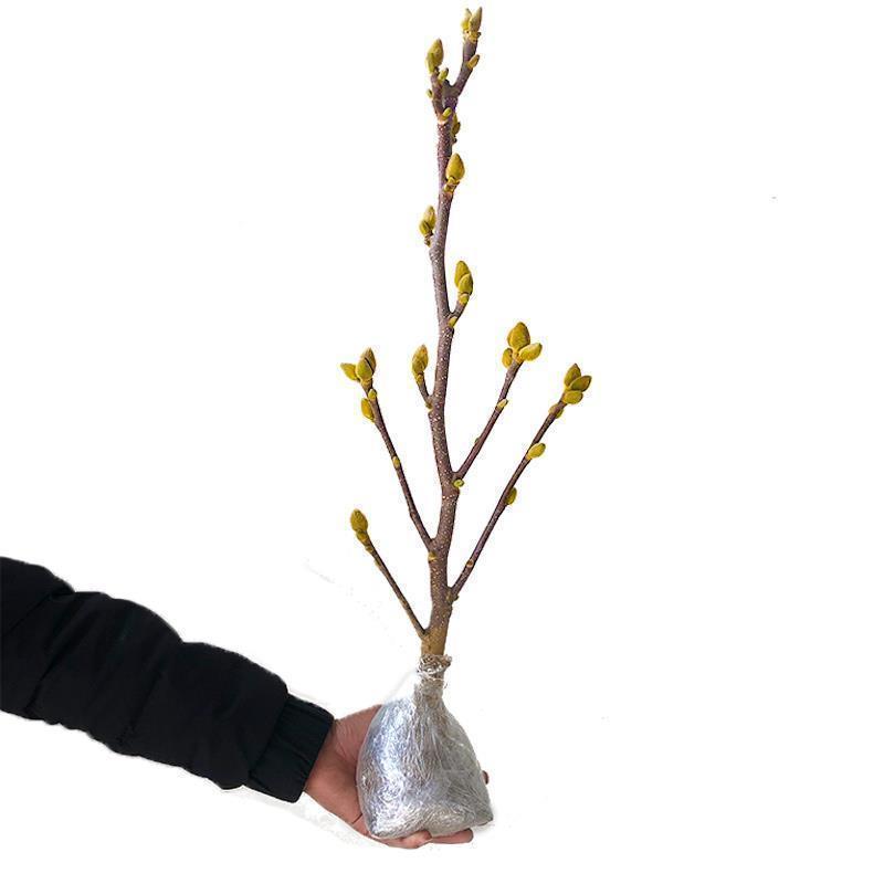【带花苞浓香型】四季矮化红玉兰花盆栽紫玉兰花树矮种超级耐