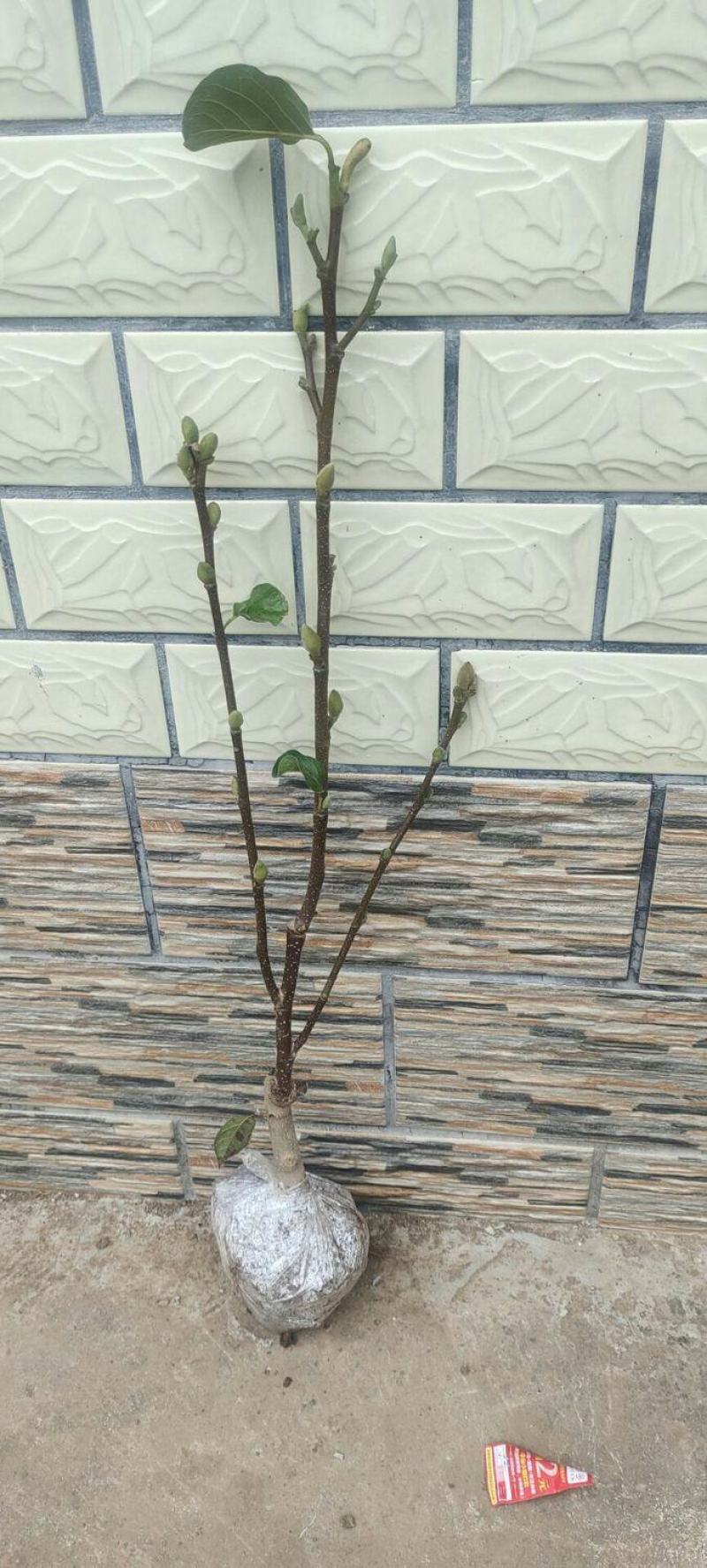 【带花苞浓香型】四季矮化红玉兰花盆栽紫玉兰花树矮种超级耐