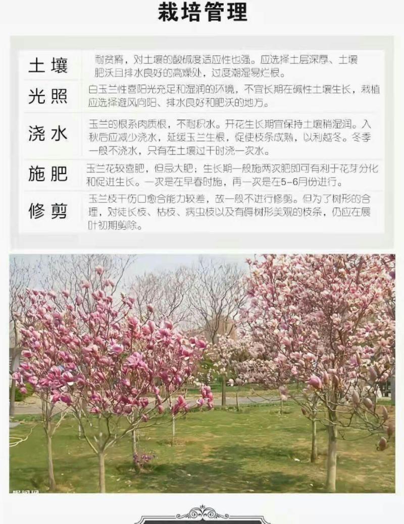 【带花苞浓香型】四季矮化红玉兰花盆栽紫玉兰花树矮种超级耐