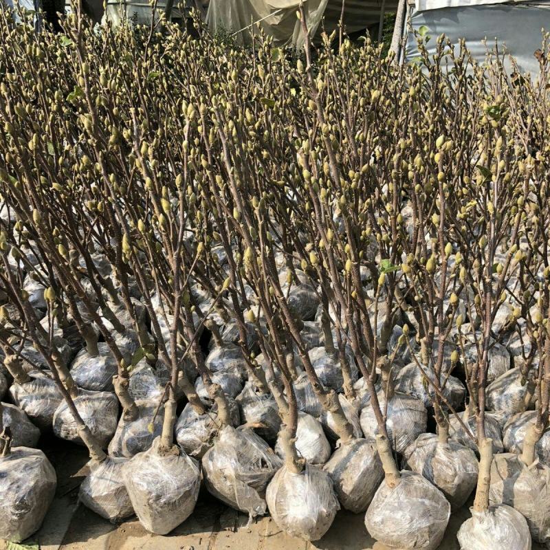 【带花苞浓香型】四季矮化红玉兰花盆栽紫玉兰花树矮种超级耐